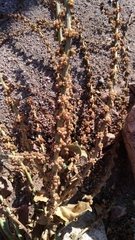 Verbascum sinaiticum