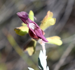 Salvia lanceolata