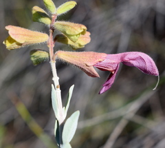 Salvia lanceolata