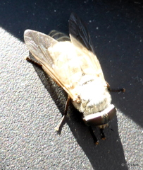 Pangoniinae