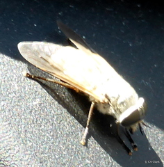 Pangoniinae