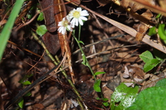 Aster baccharoides