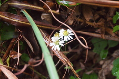 Aster baccharoides