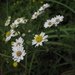 Aster baccharoides - Photo (c) Bryan To, some rights reserved (CC BY-NC-SA)