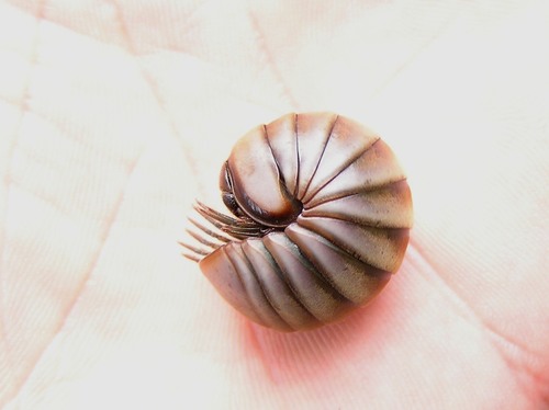 Zephronia panhai