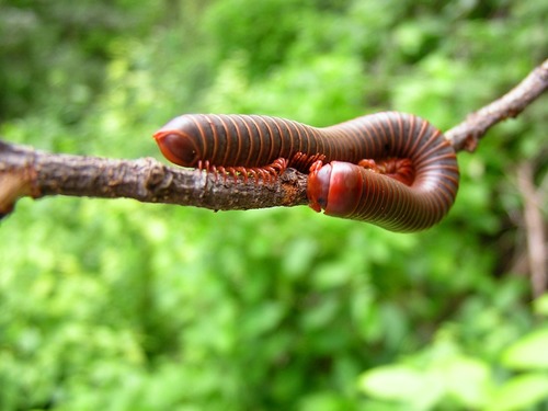 Pachybolidae
