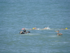 Pelecanus occidentalis