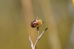 Paropsisterna obliterata