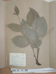 Cypripedium macranthos