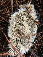 Atelerix albiventris