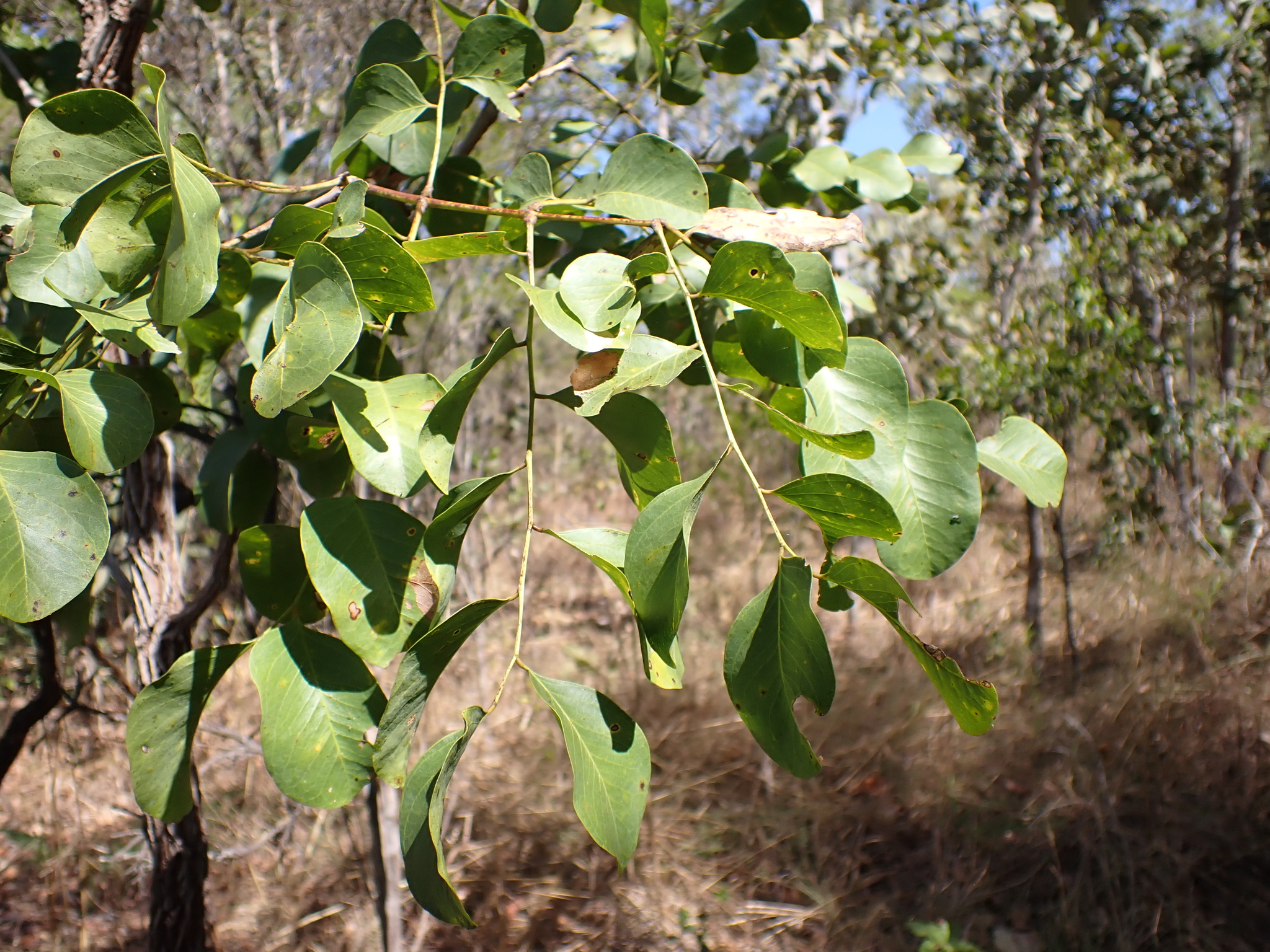 Ironwood (Erythrophleum chlorostachys)
