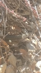 Sceloporus occidentalis longipes