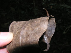 Haemadipsa zeylanica