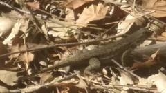 Sceloporus occidentalis longipes