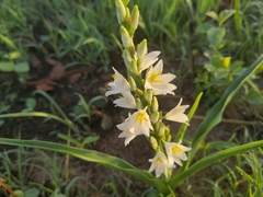 Chlorophytum cooperi image