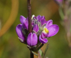 Comesperma retusum