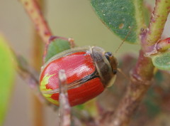 Paropsisterna hectica