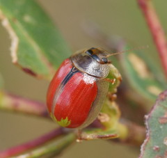 Paropsisterna hectica