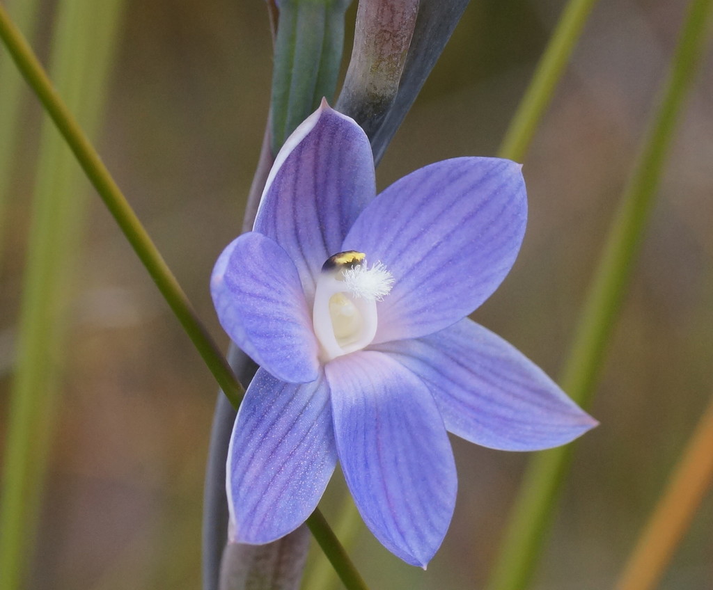 Scented Sun Orchid