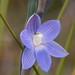 Scented Sun Orchid - Photo (c) Reiner Richter, some rights reserved (CC BY-NC-SA), uploaded by Reiner Richter