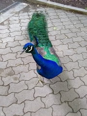 Pavo cristatus