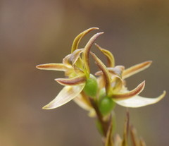 Prasophyllum rostratum