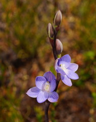 Thelymitra aristata