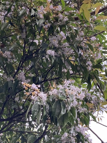 Symplocos liukiuensis iNat (1)