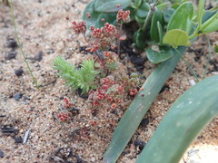 Crassula campestris