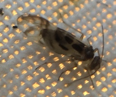 Graphopsocus