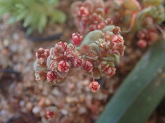 Crassula umbellata