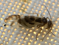 Graphopsocus
