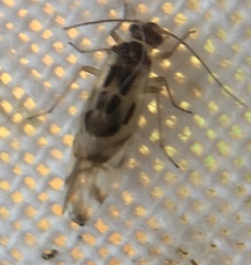 Graphopsocus