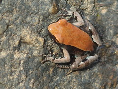Mantella betsileo