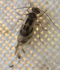 Graphopsocus