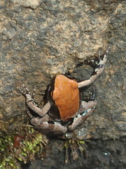 Mantella betsileo