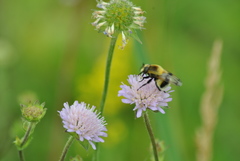 Volucella bombylans