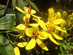 Image of Tristellateia madagascariensis