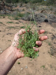 Cysticapnos cracca