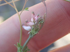 Cysticapnos cracca