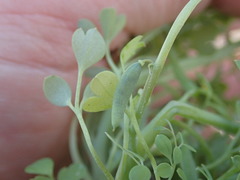 Cysticapnos cracca