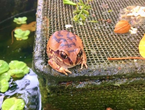 Bocage's Frog, Leptopelis bocagii