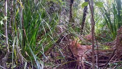 Poodytes punctatus vealeae