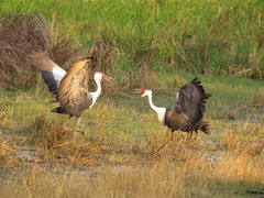 Bugeranus carunculatus