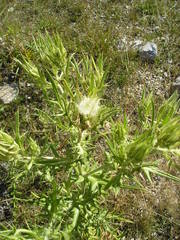 Cirsium ferox