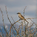 Isabelline Shrike - Photo (c) Vladimir Yu. Arkhipov, some rights reserved (CC BY-NC), uploaded by Vladimir Yu. Arkhipov