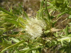 Cirsium ferox