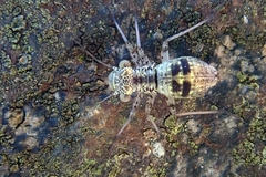Mesopsocidae
