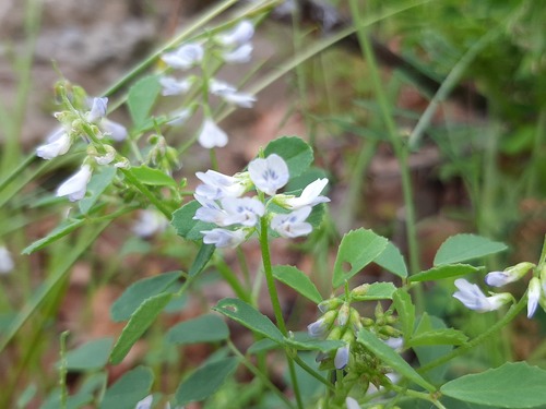 Trigonella bicolor