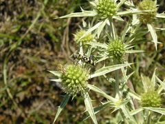 Chlorophorus varius